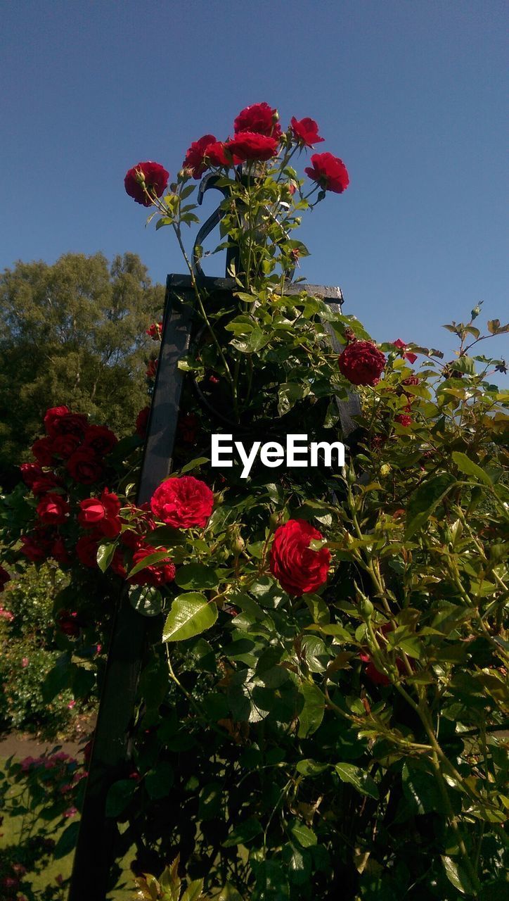 LOW ANGLE VIEW OF RED FLOWERS ON TREE AGAINST SKY