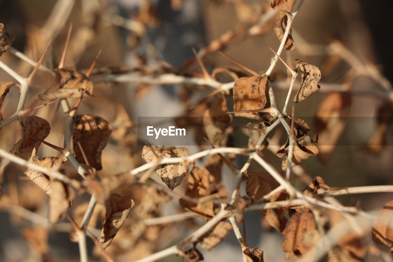 Close-up of dried plant on field