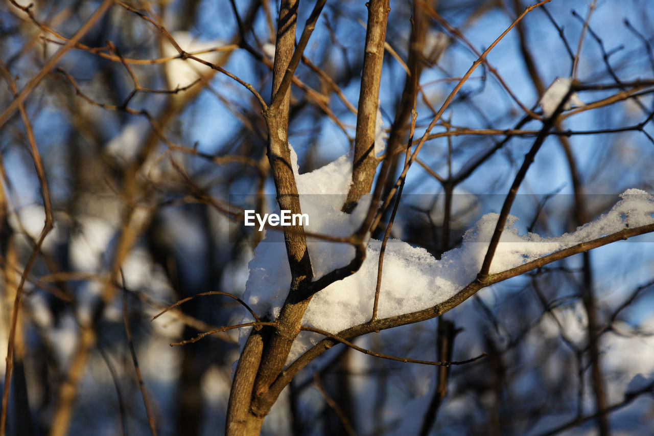 Lots of tree branches in sunset with snow and bokeh background