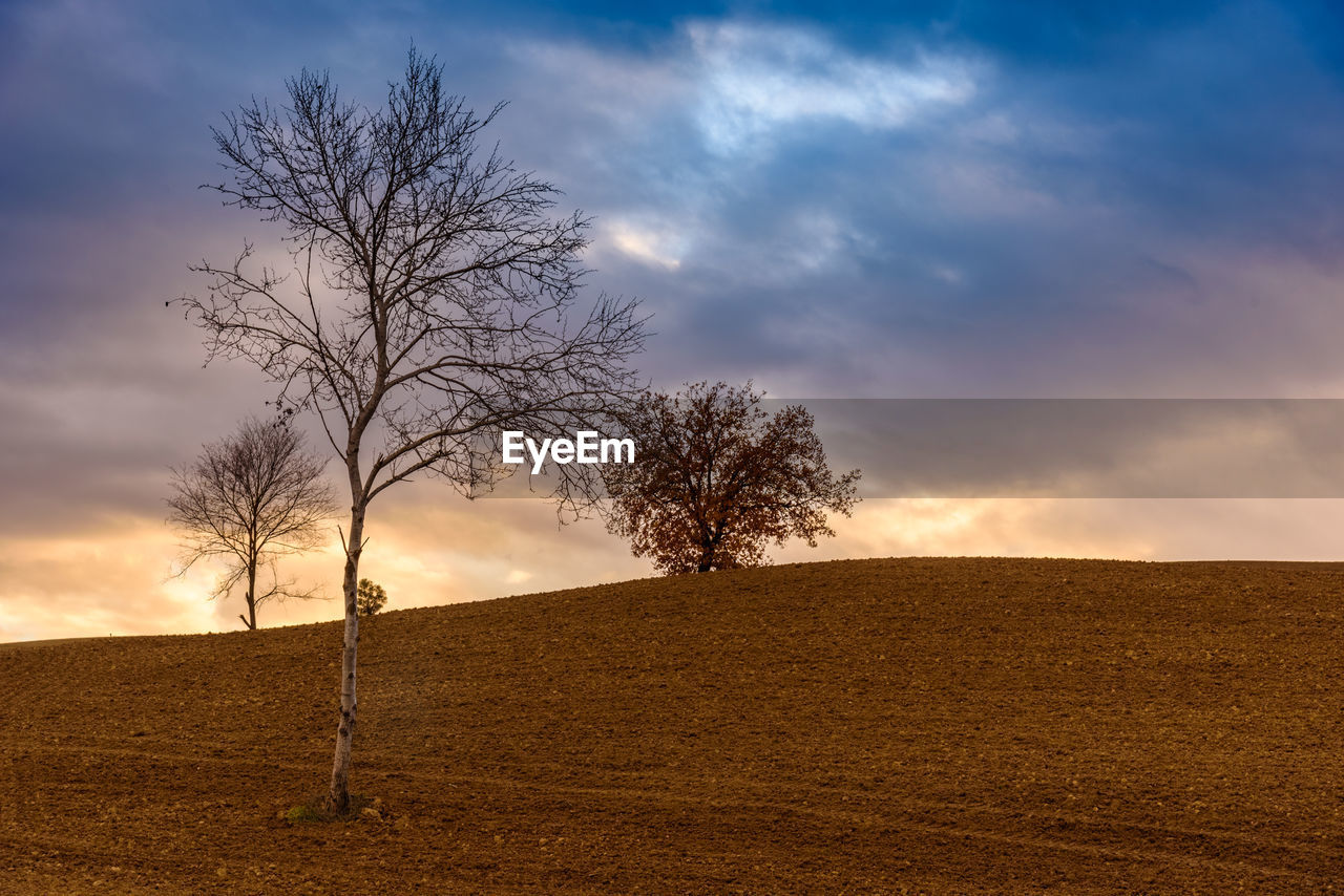 Bare tree on landscape against sky