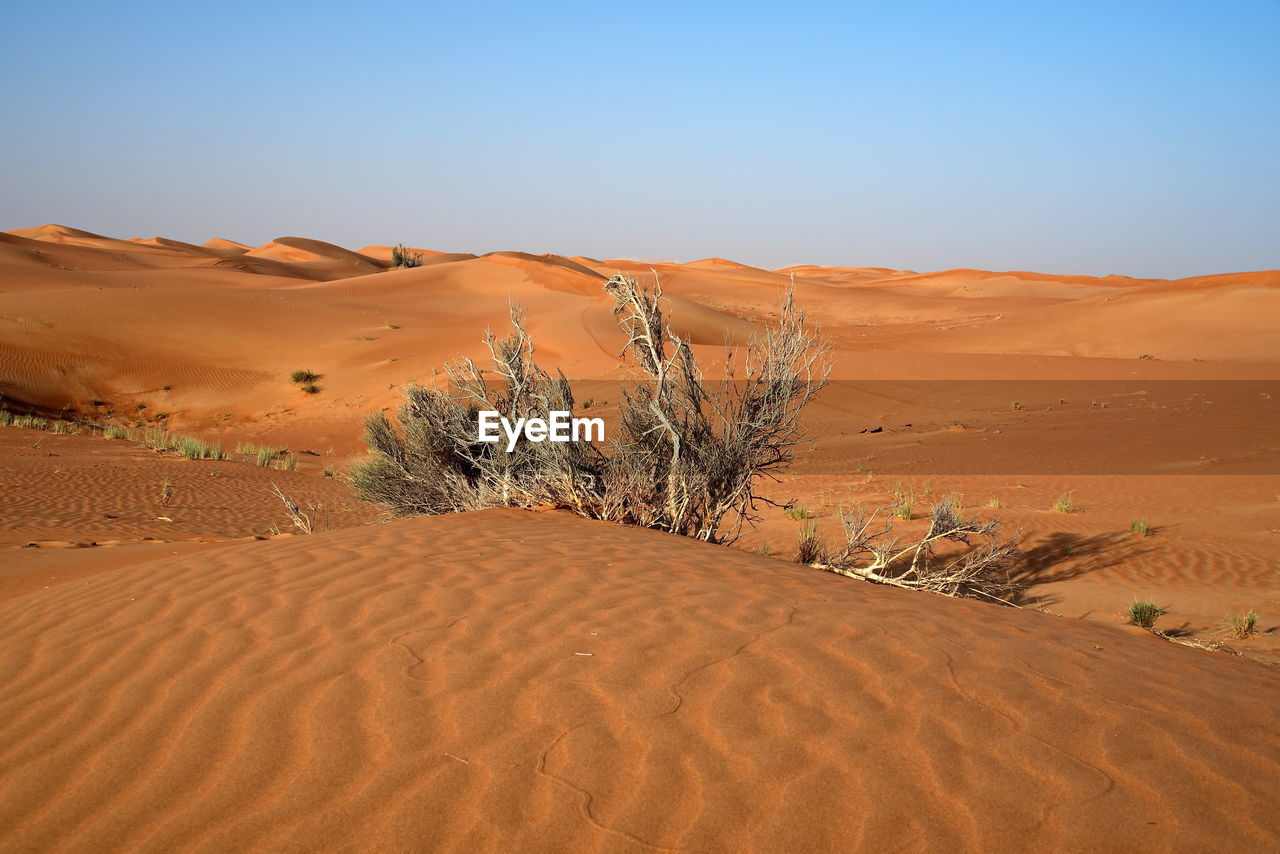 Around nazwa and pink rock desert, viewing of the sand and plant in the desert, sharjah, uae