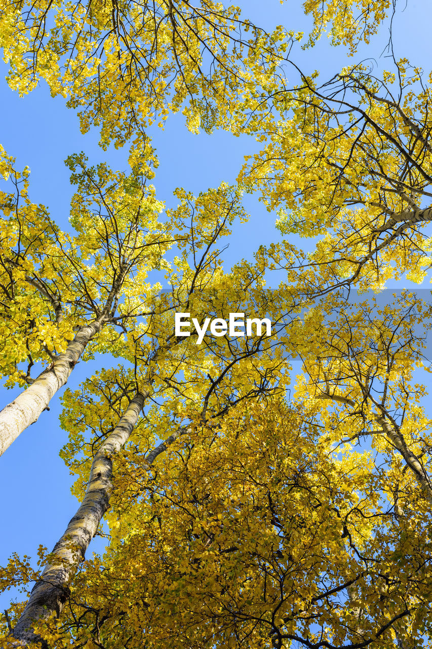 LOW ANGLE VIEW OF TREE AGAINST SKY