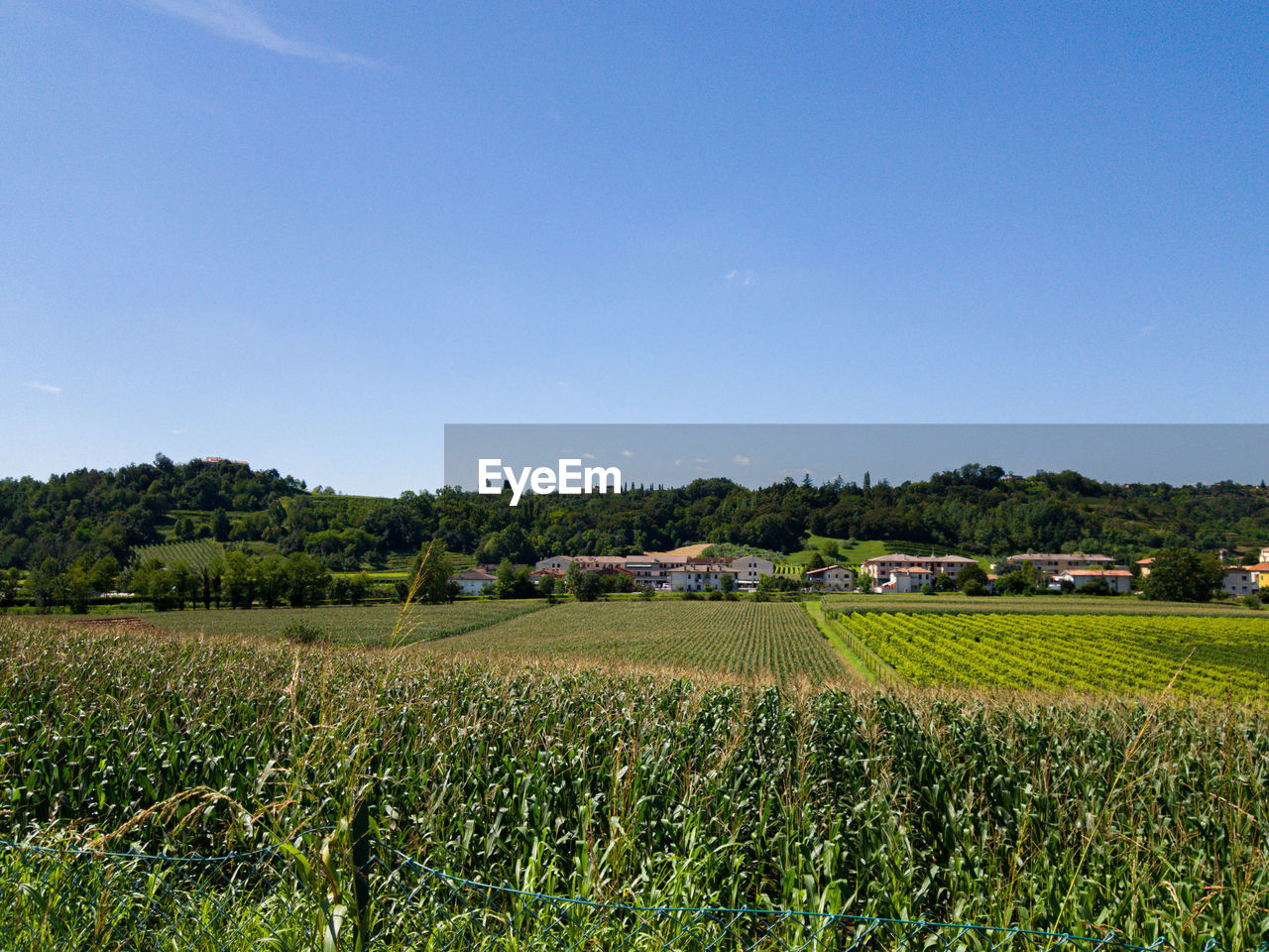 AGRICULTURAL FIELD AGAINST SKY