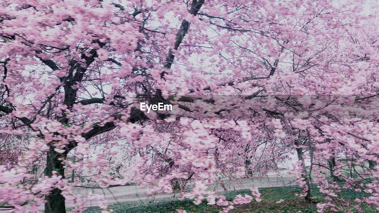 PINK CHERRY BLOSSOM IN PARK