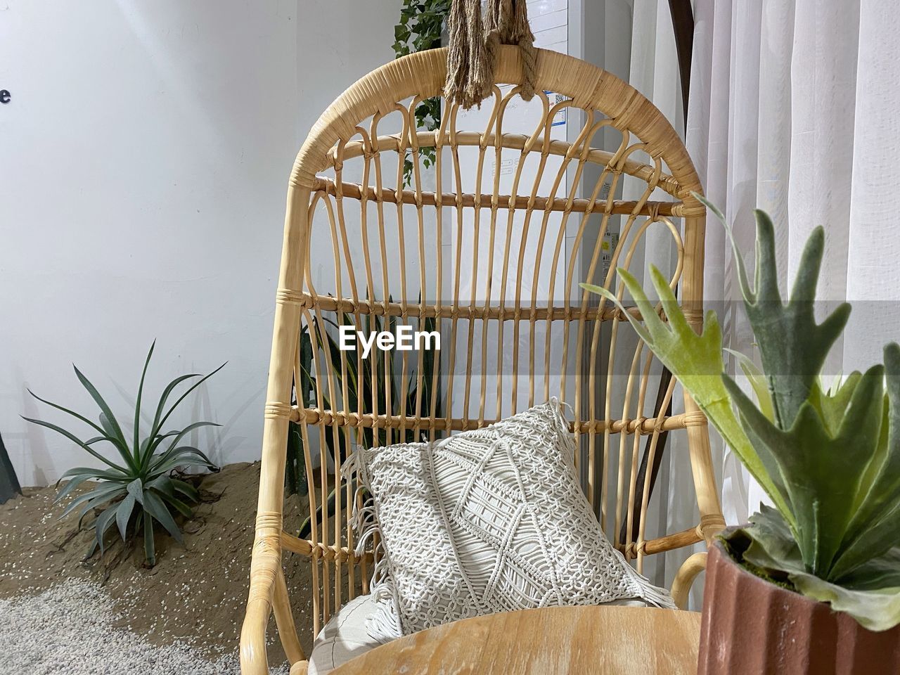 CLOSE-UP OF POTTED PLANT HANGING ON WALL