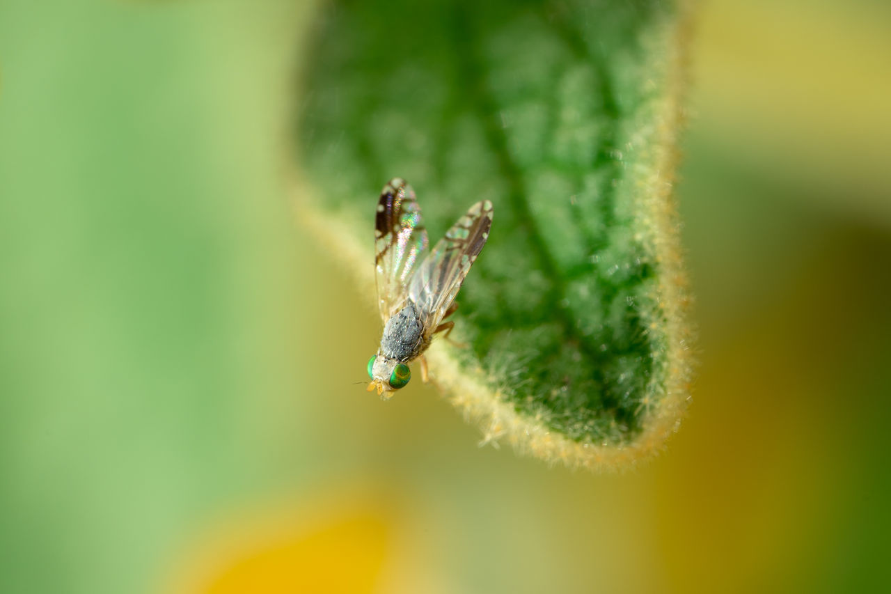 Close-up of fly on leaf.