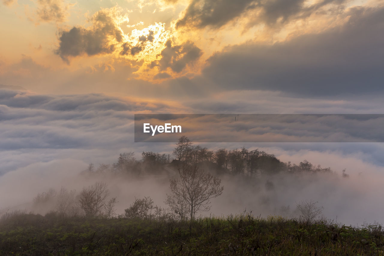 Trees on field against sky during sunset