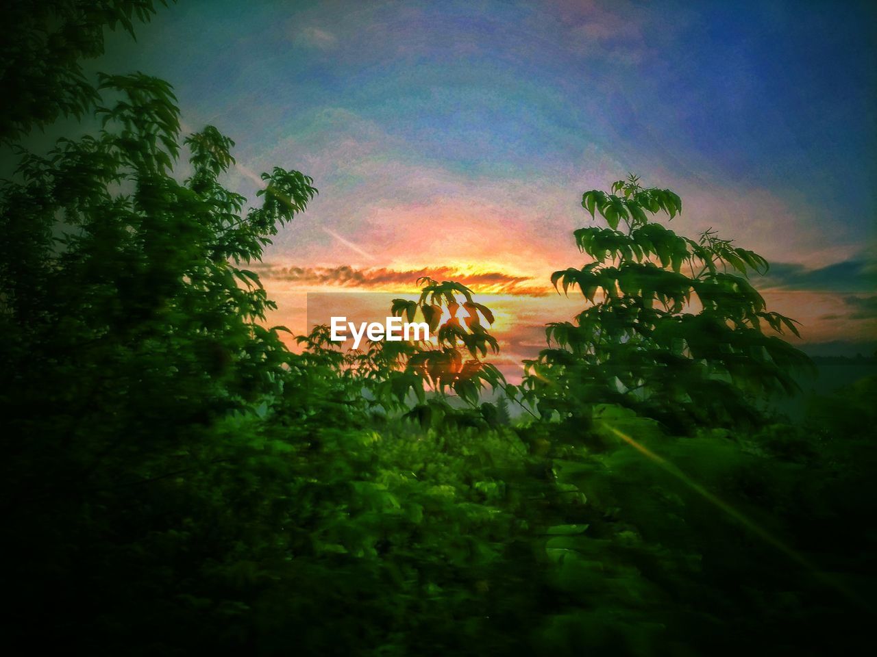 LOW ANGLE VIEW OF FLOWERING TREES AGAINST ORANGE SKY