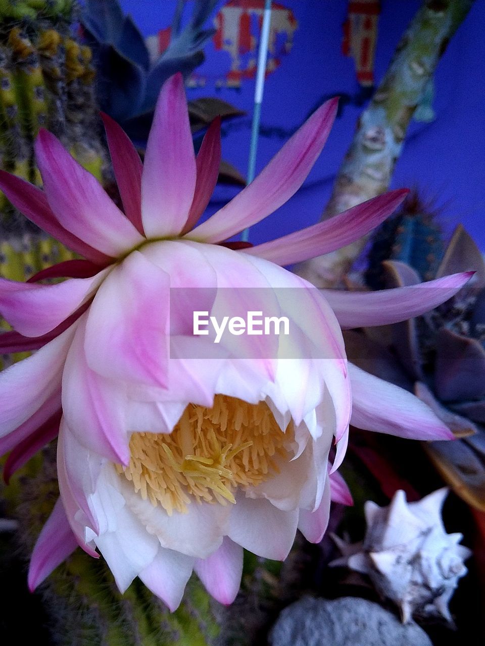 CLOSE-UP OF PINK ROSE FLOWER