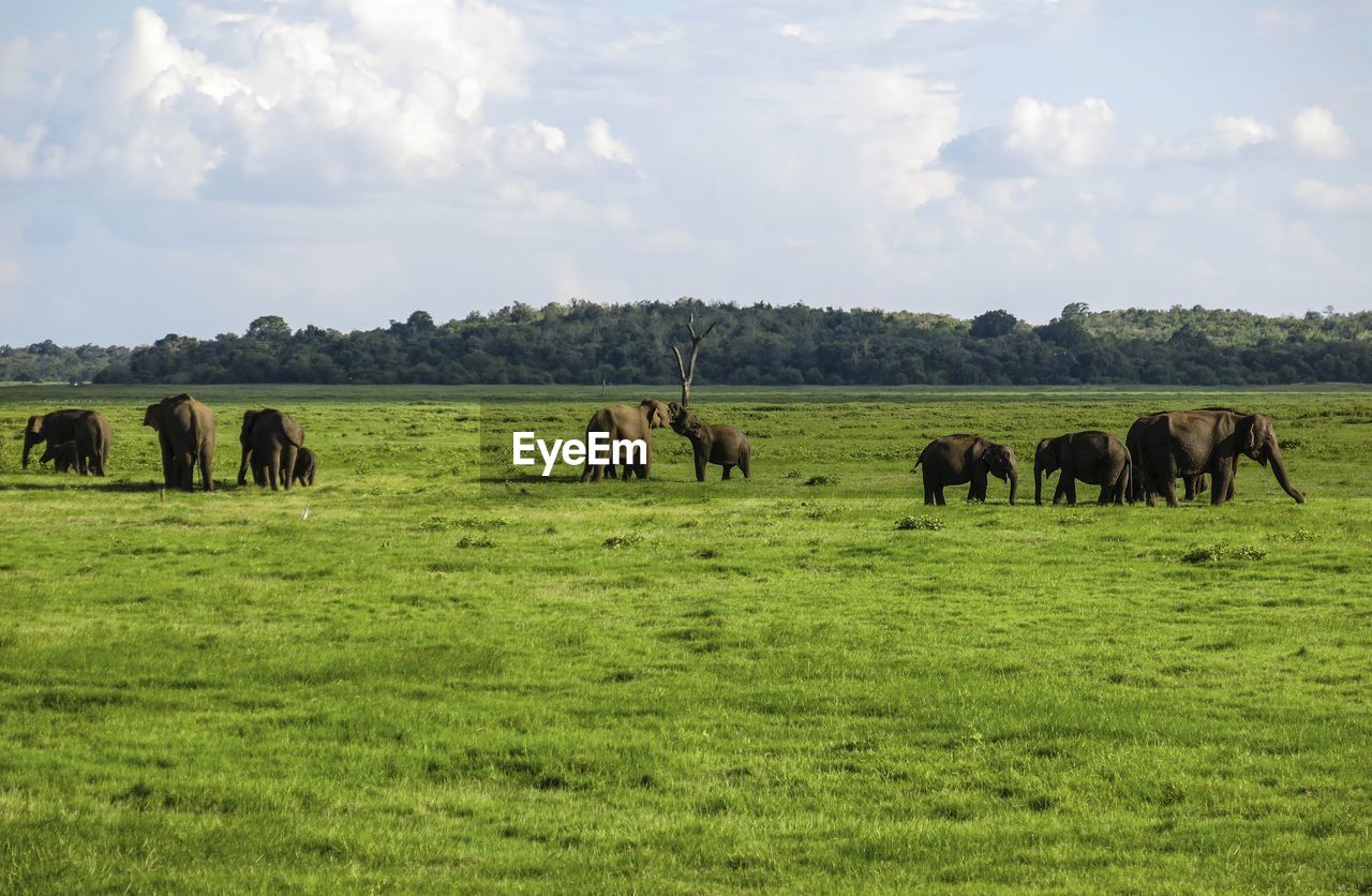 Elephants in minneriya national park