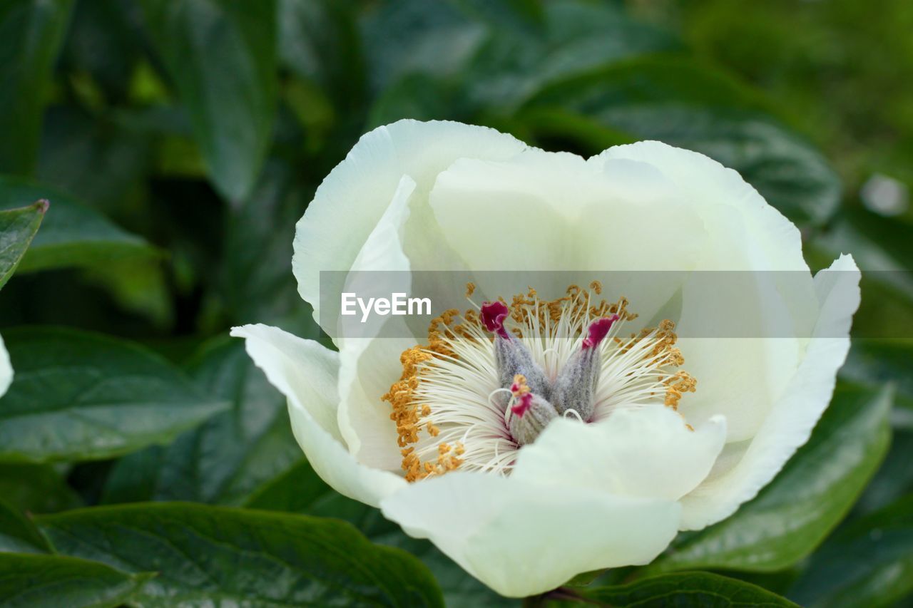 CLOSE-UP OF WHITE FLOWERING PLANTS