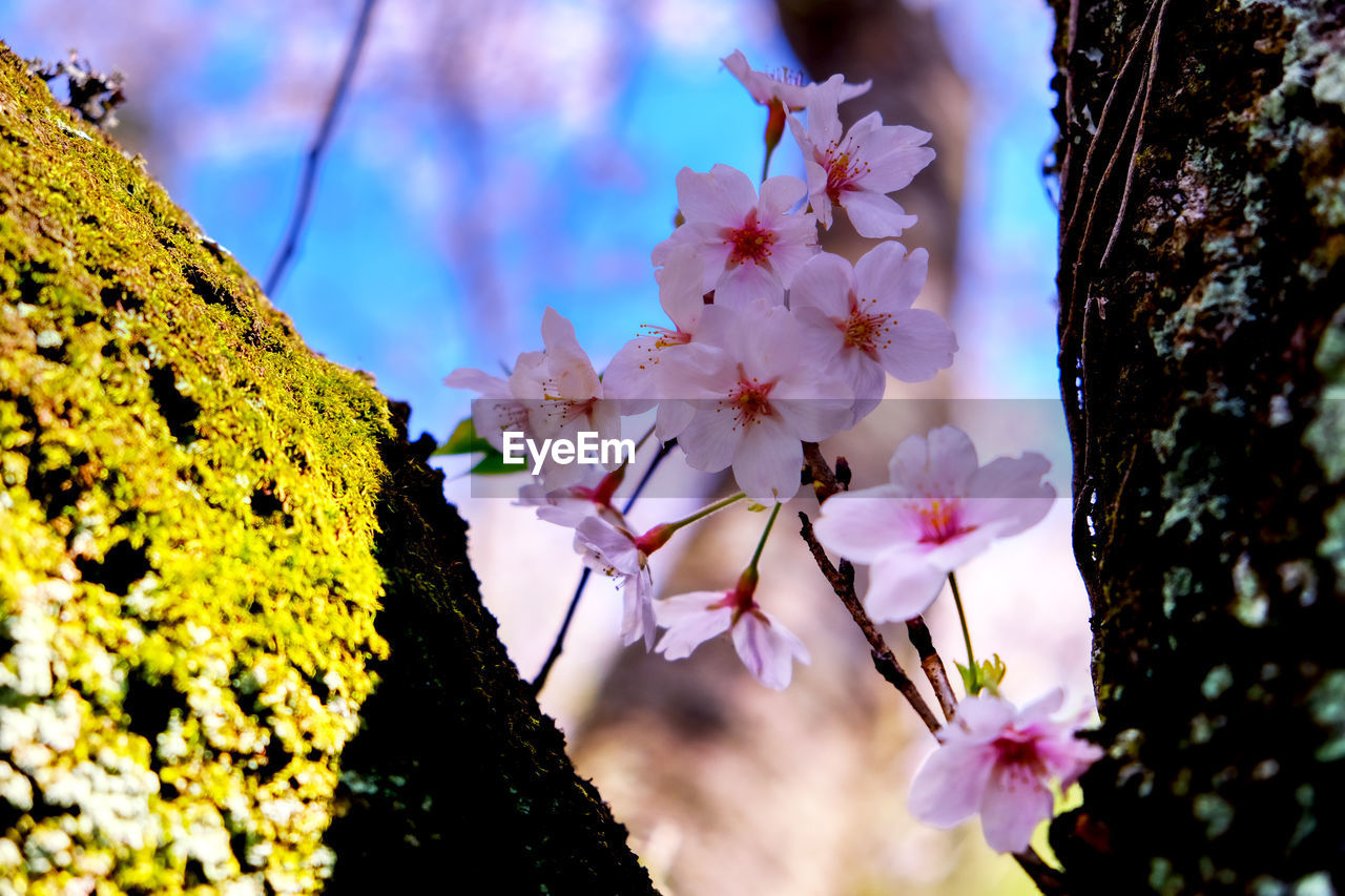 Close-up of pink cherry blossoms in spring