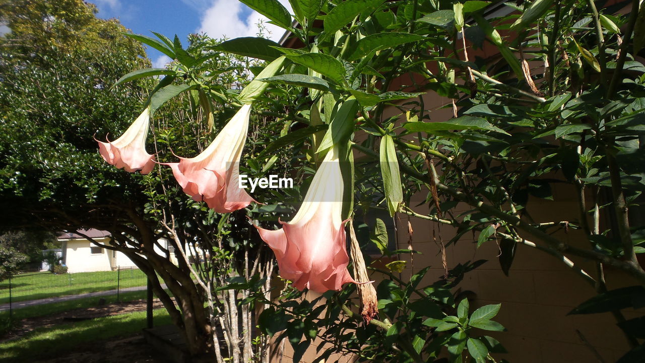 Plants growing in park