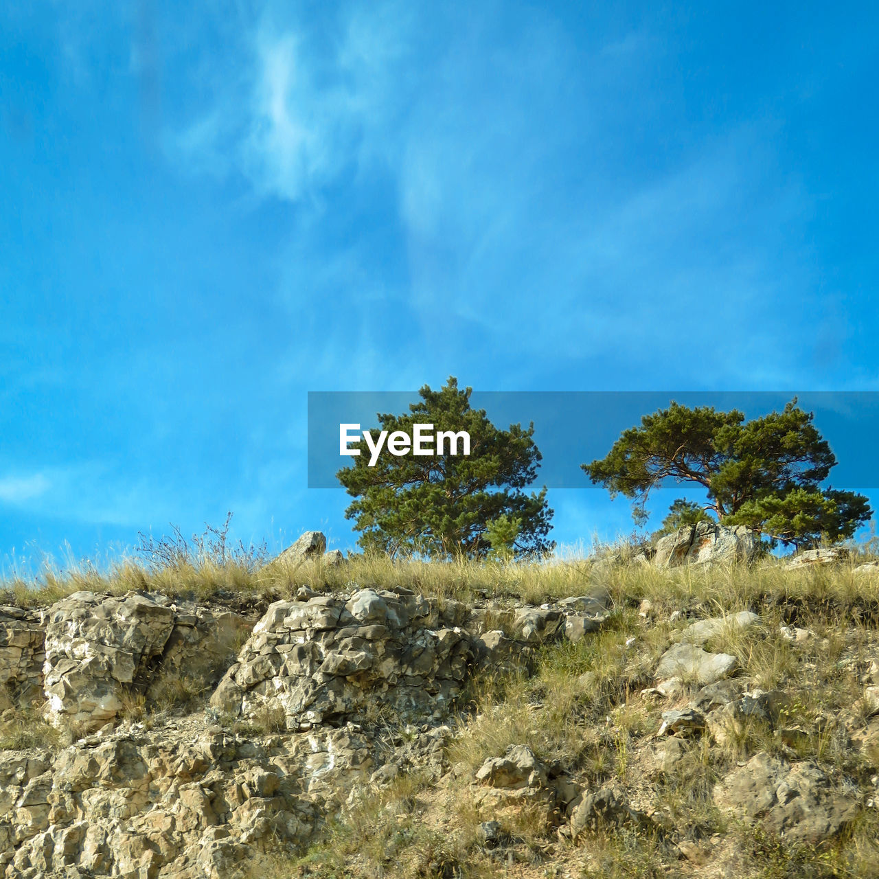 LOW ANGLE VIEW OF TREES ON LAND AGAINST BLUE SKY