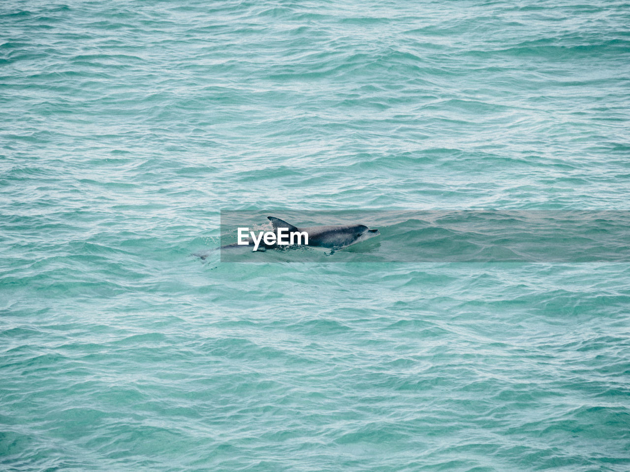 VIEW OF DUCK SWIMMING ON SEA