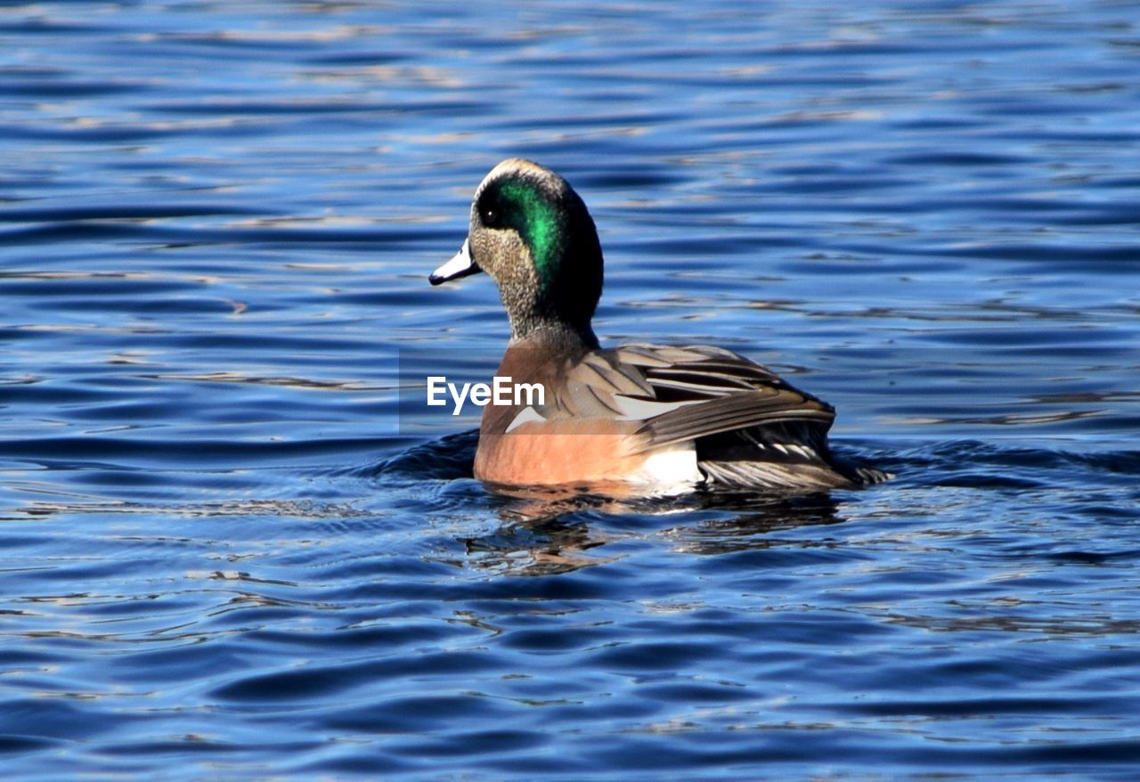 DUCK SWIMMING ON LAKE