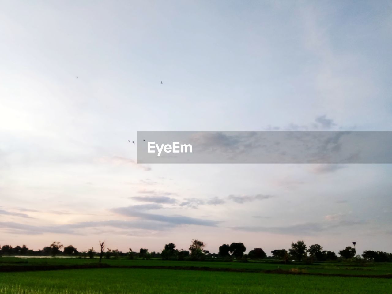 VIEW OF BIRDS FLYING OVER LAND