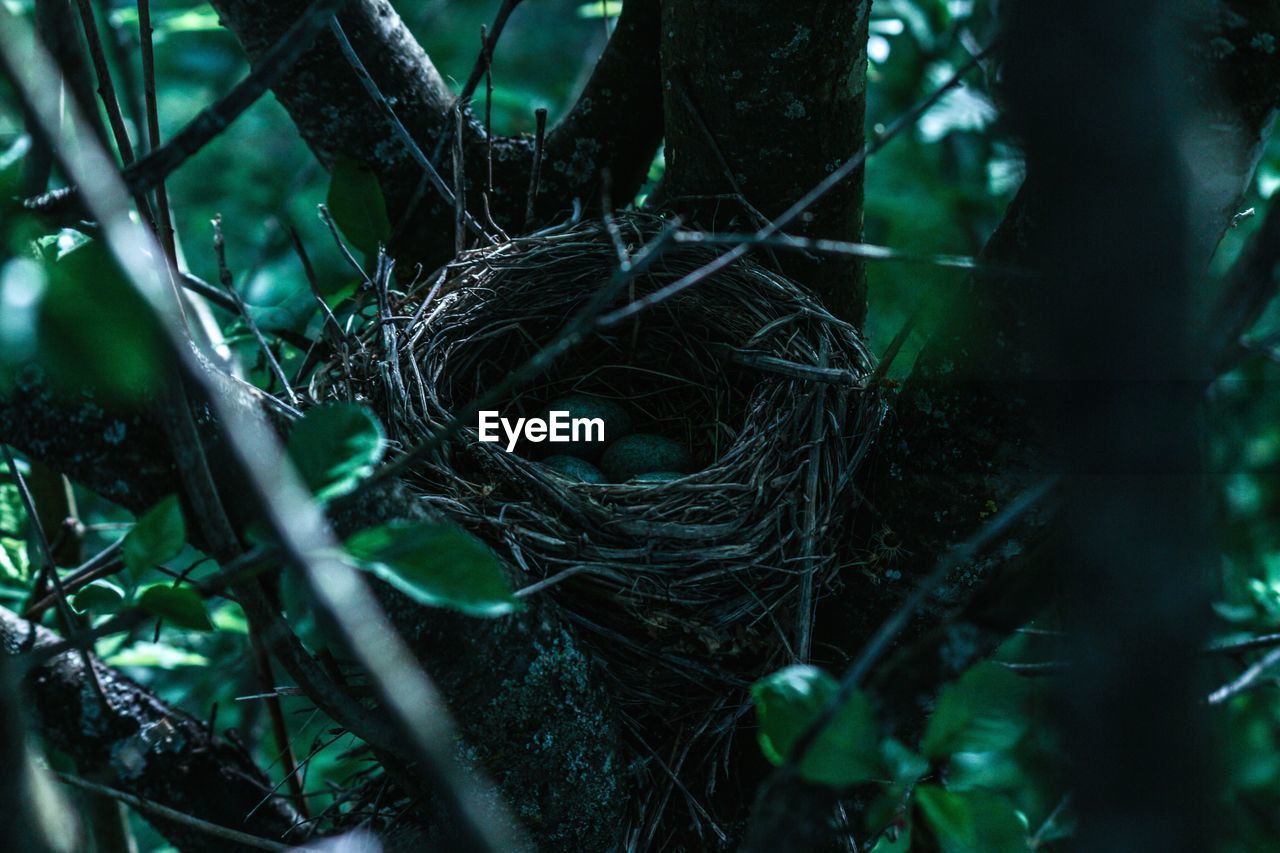 Close-up of eggs in nest on tree