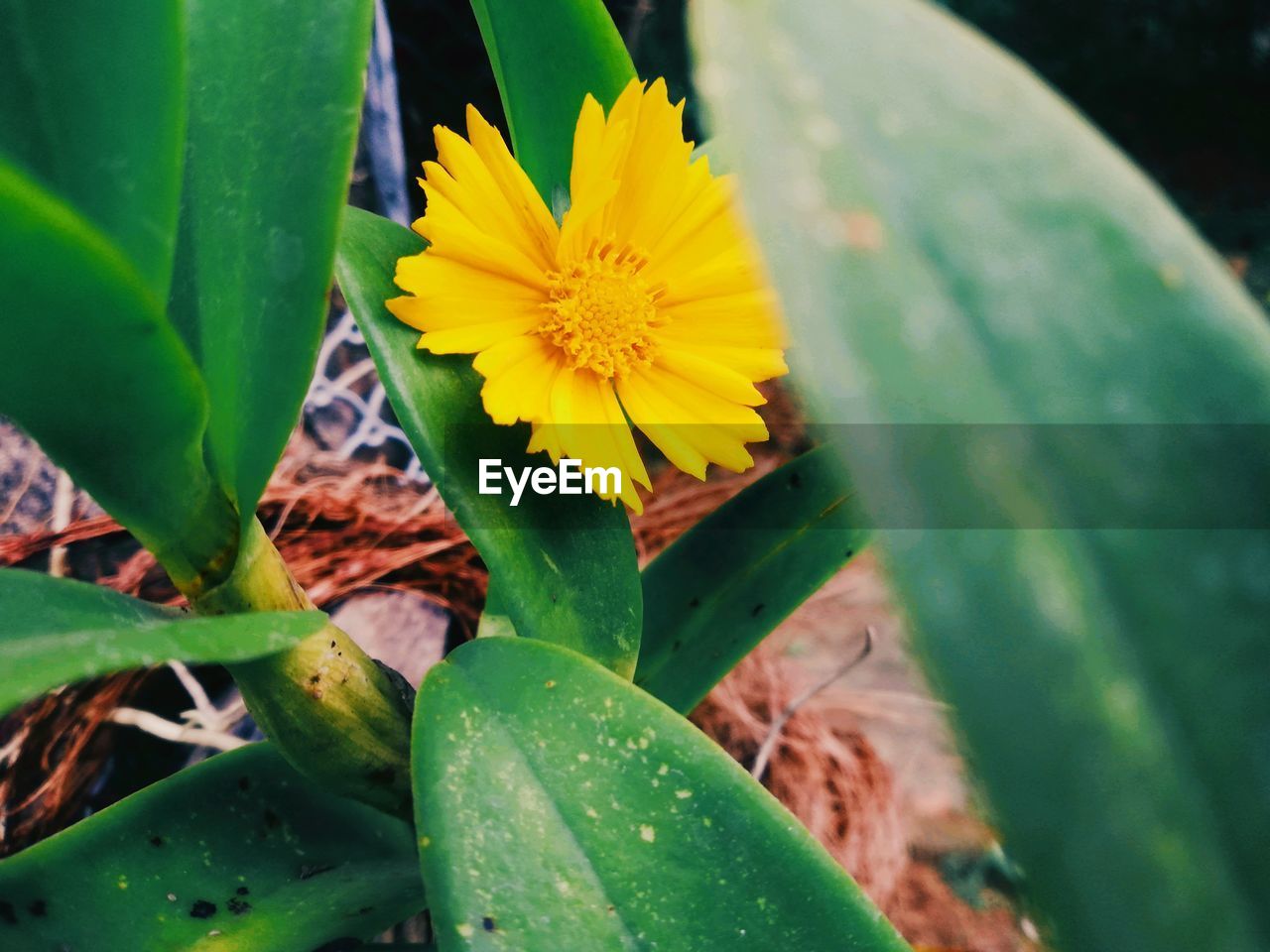 CLOSE-UP OF YELLOW FLOWER ON PLANT