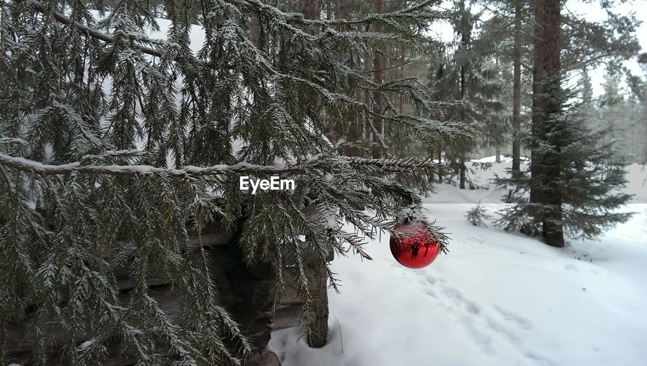 FROZEN TREE IN FOREST