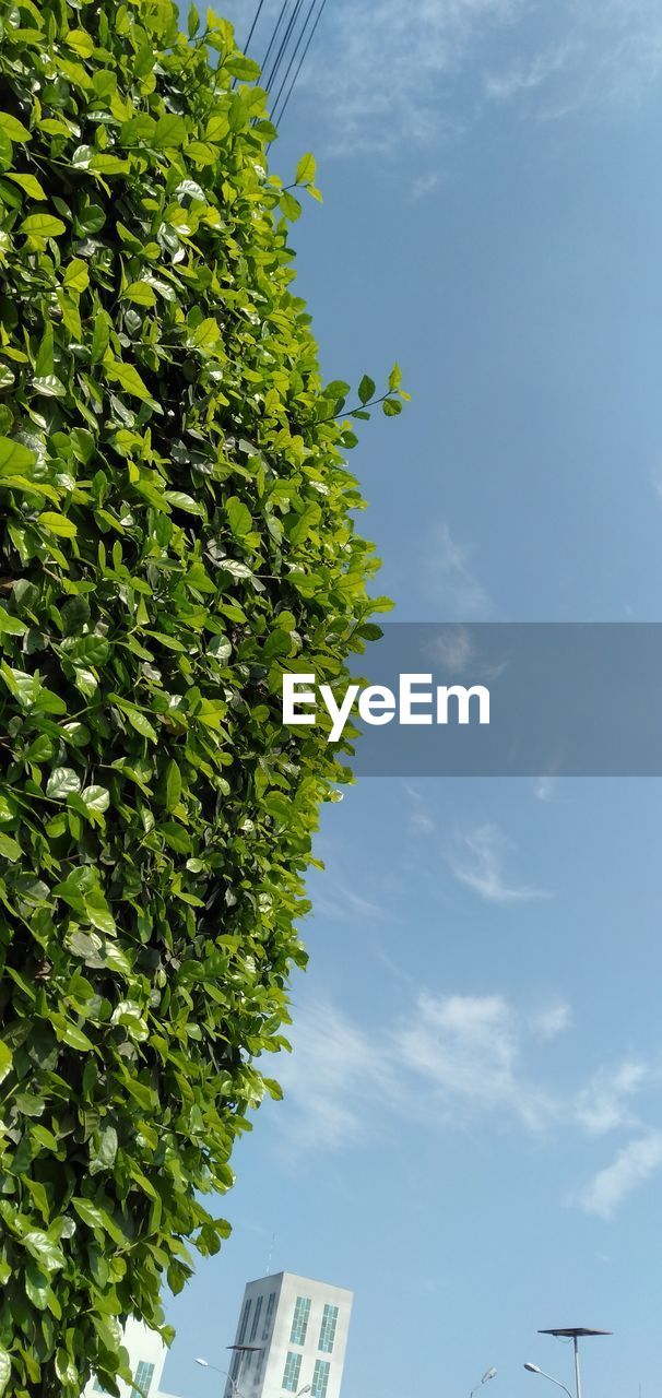 LOW ANGLE VIEW OF TREES AGAINST BUILDING