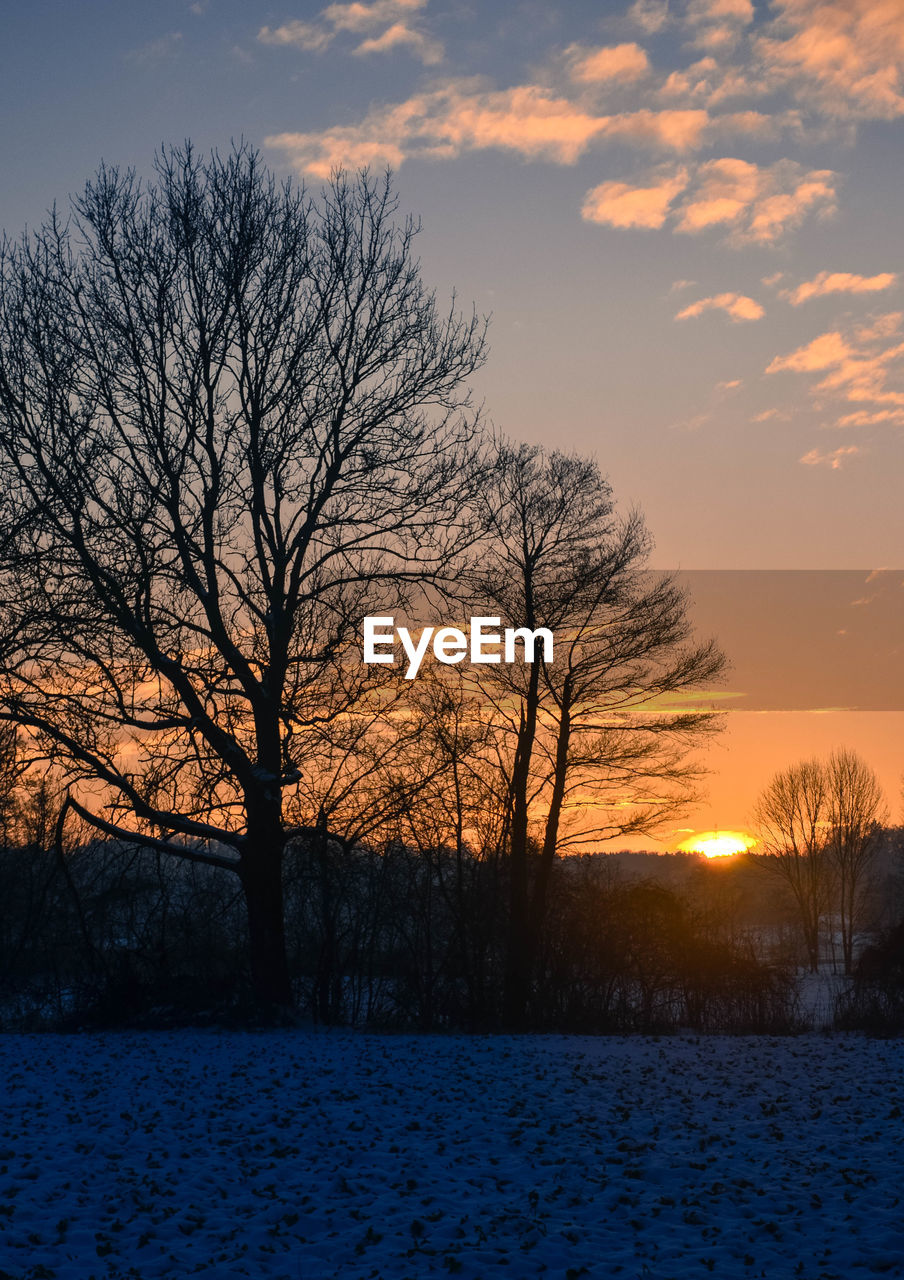 SILHOUETTE OF TREES ON SNOW COVERED LANDSCAPE