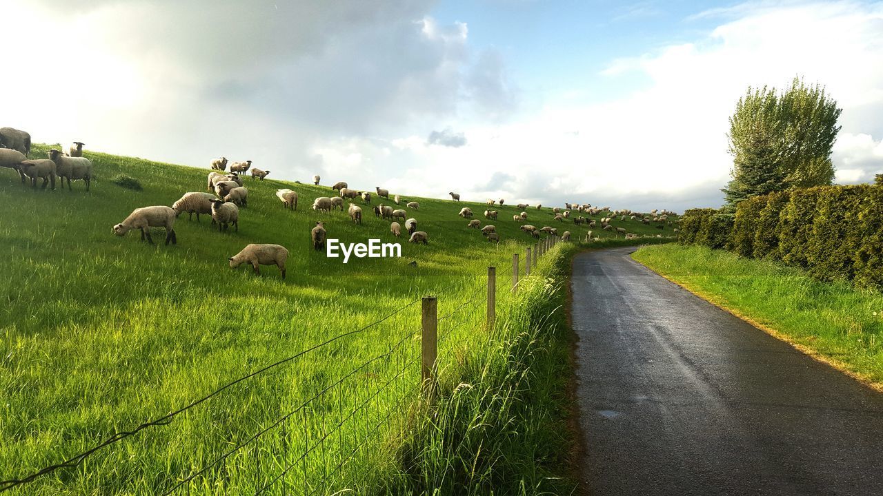 Sheep on grassy field