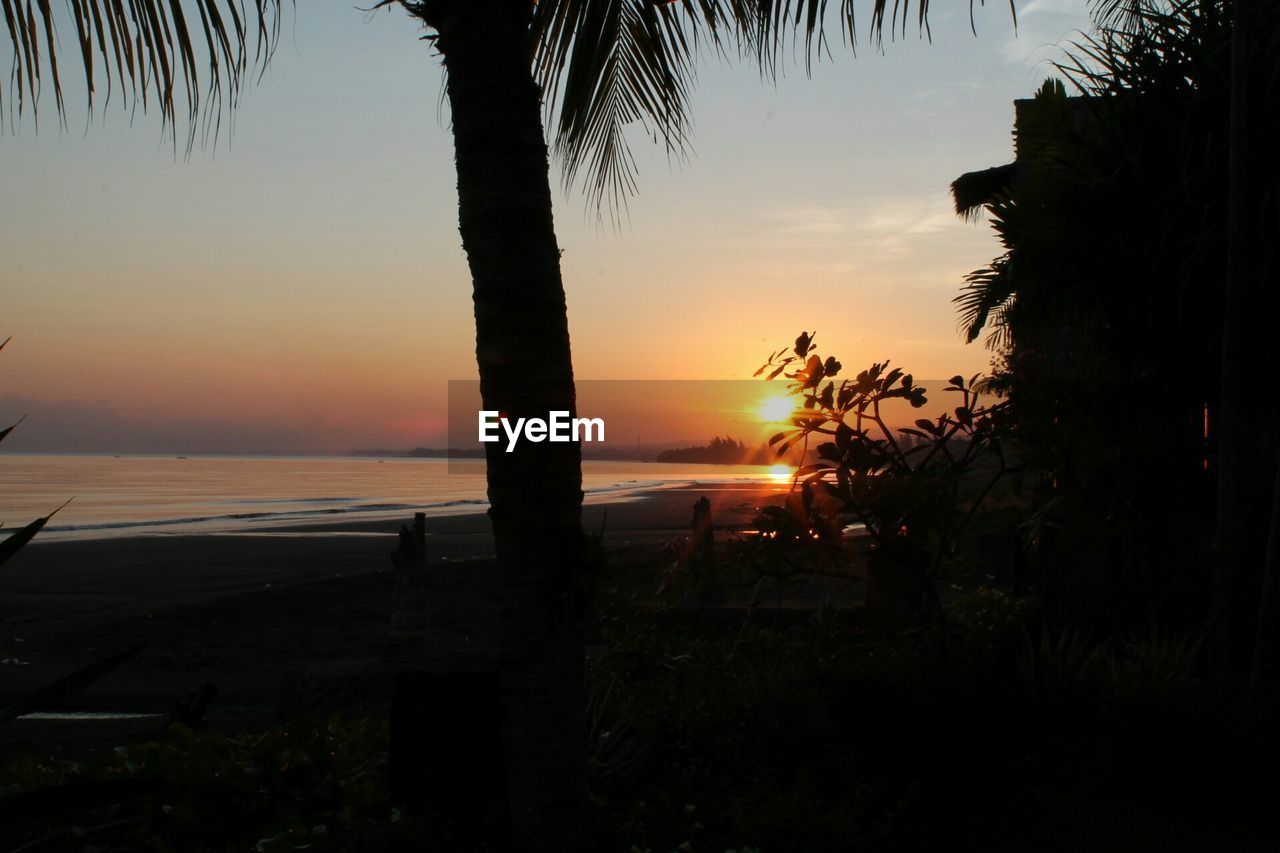 Trees at beach during sunset