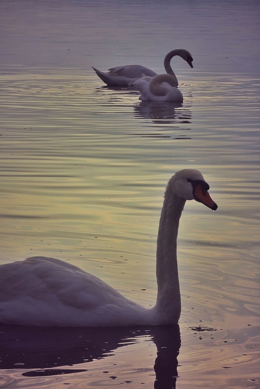 Close-up of swans swimming in lake