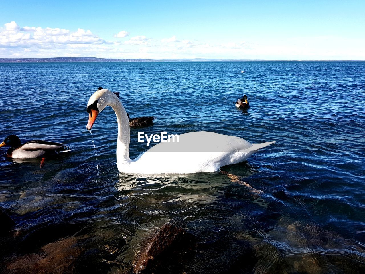 SWAN SWIMMING ON LAKE AGAINST SKY