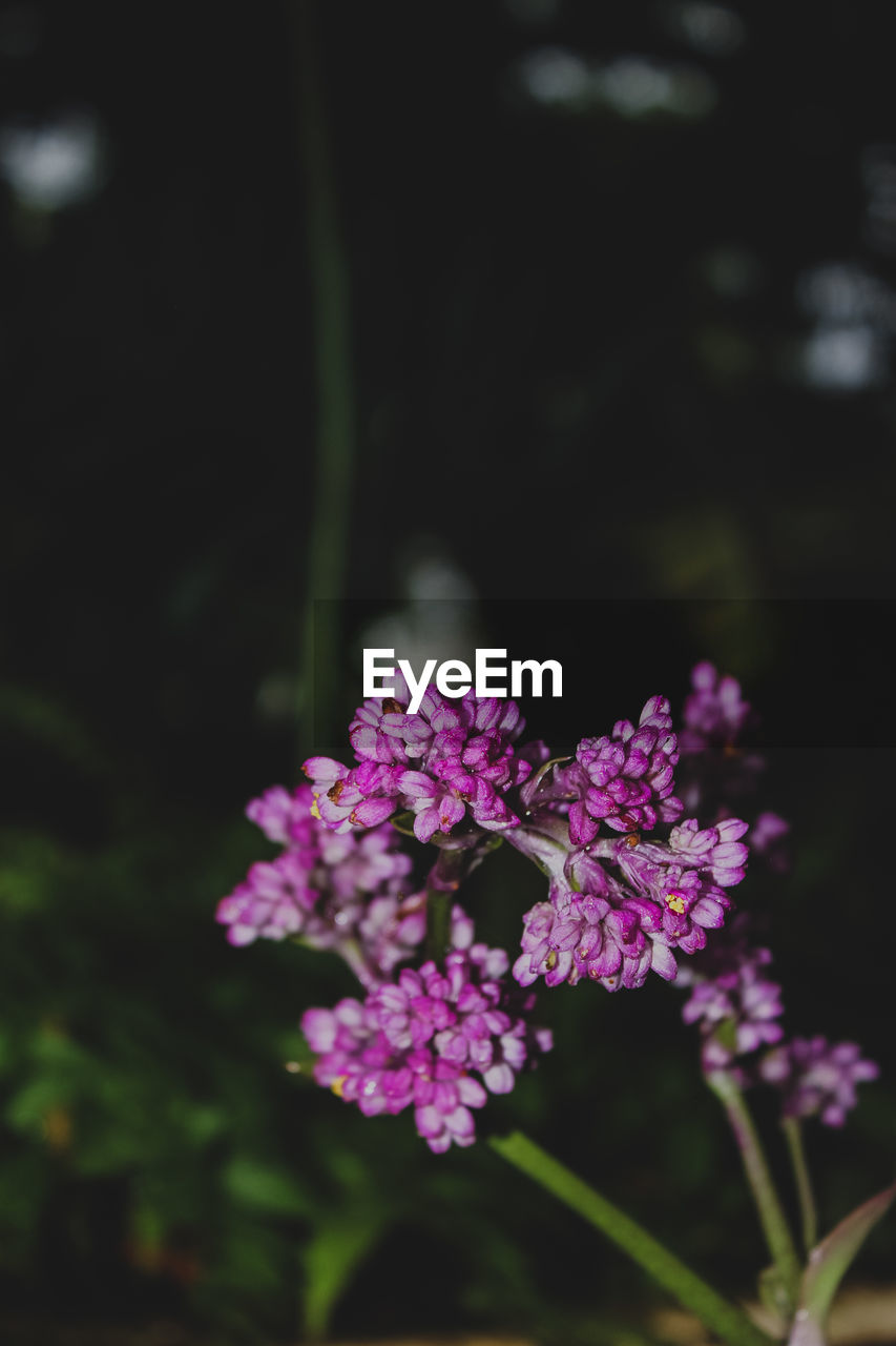 close-up of purple flowers