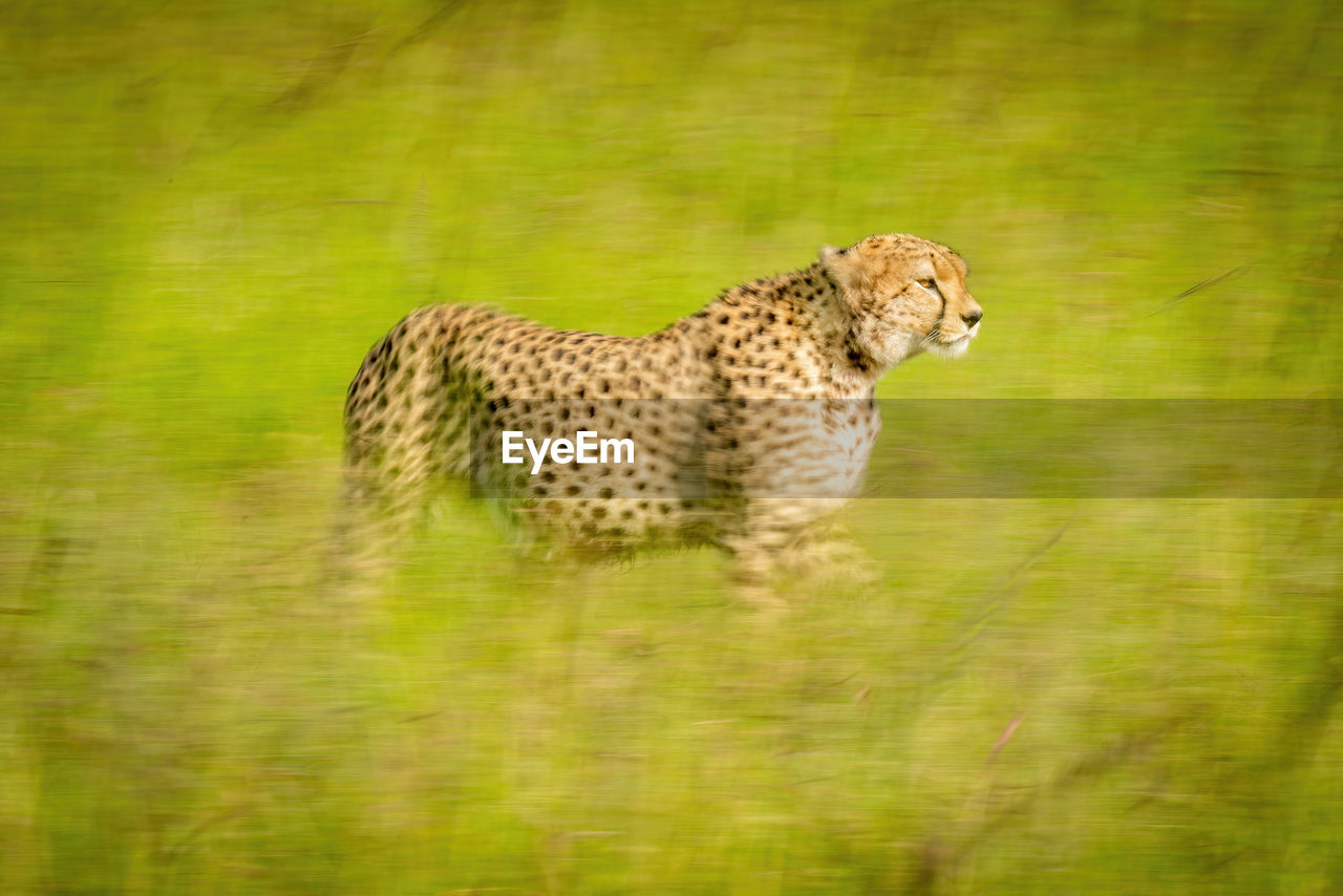 Slow pan of cheetah crossing sunny grassland