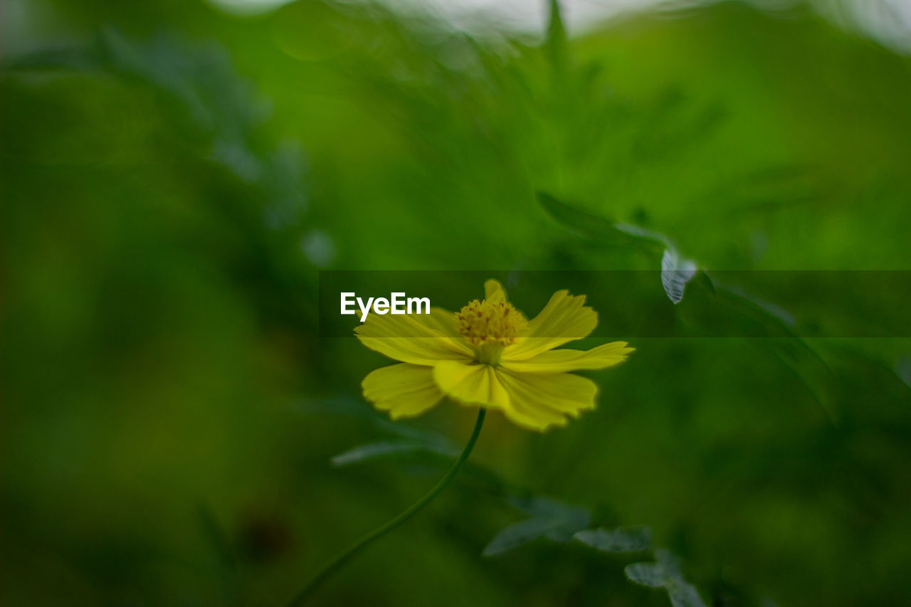 CLOSE-UP OF YELLOW FLOWER