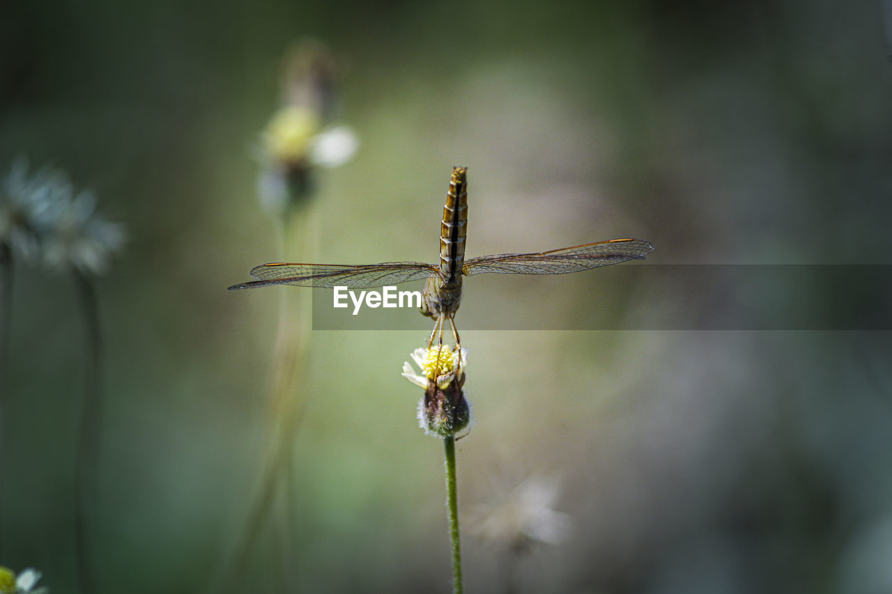 Dragonfly in the nature. dragonfly gesture in the nature habitat. blurred background.