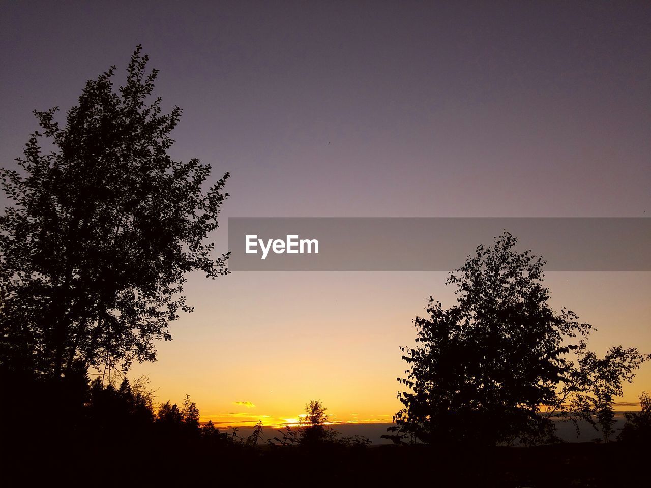 Silhouette trees against clear sky during sunset