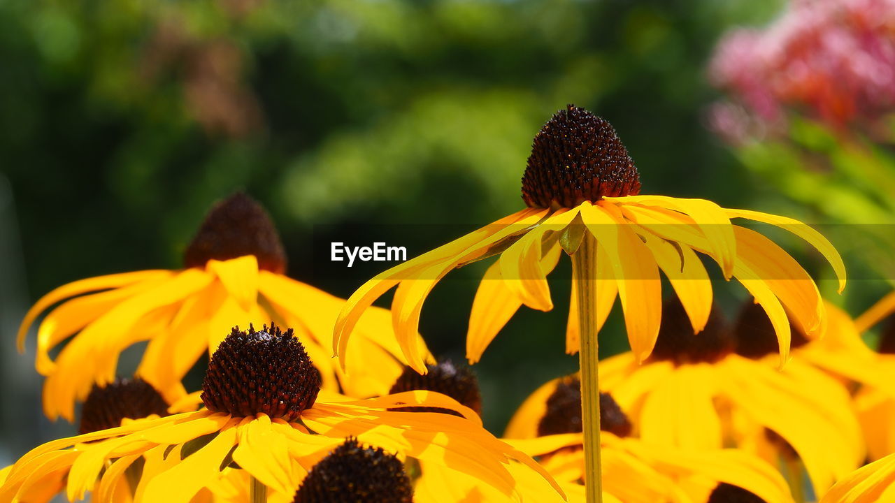 flower, flowering plant, plant, yellow, beauty in nature, freshness, flower head, sunflower, fragility, petal, nature, growth, inflorescence, black-eyed susan, close-up, macro photography, focus on foreground, pollen, no people, outdoors, day, autumn, wildflower