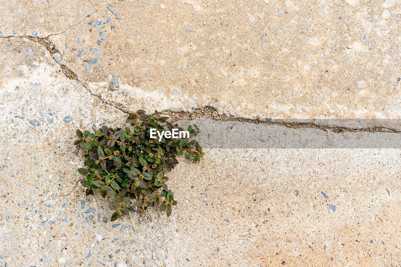 Small plant adaptation grows on cement floor. little beautiful tree grows through the cracked floor 