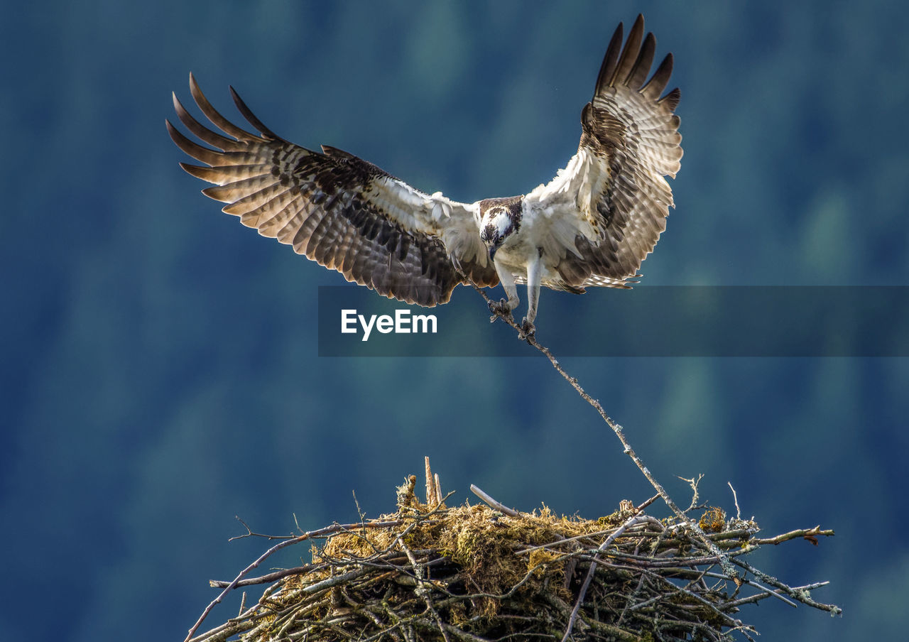 Osprey building the nest