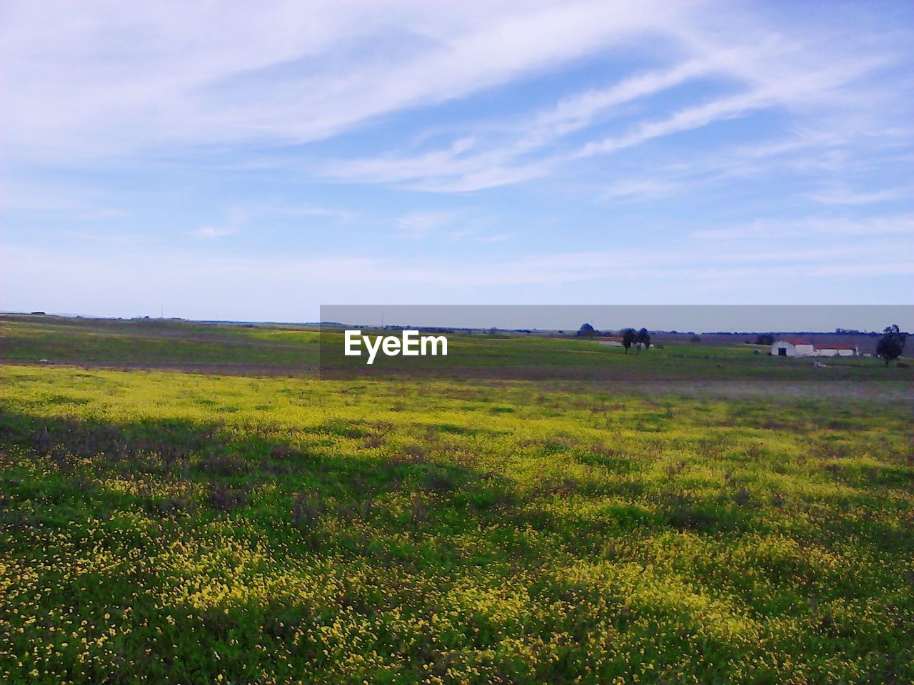 SCENIC VIEW OF GRASSY FIELD AGAINST SKY