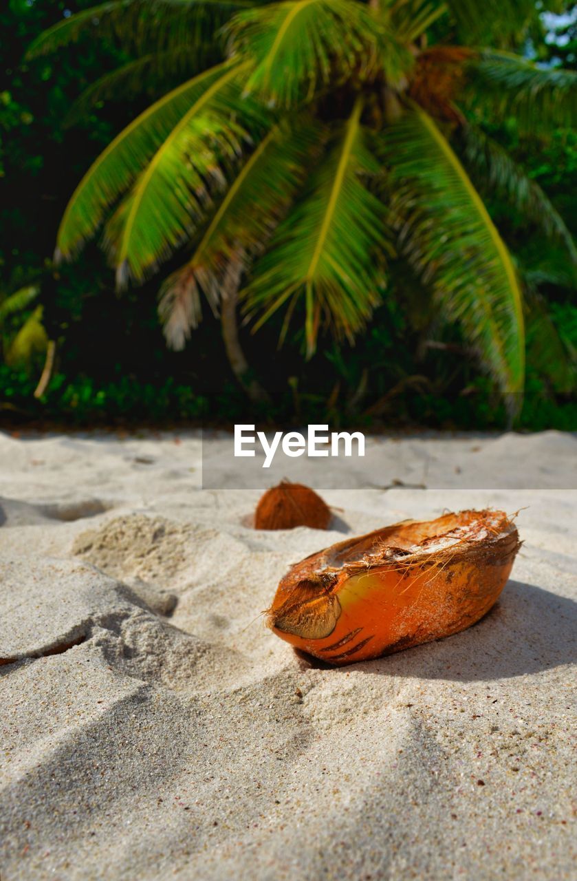 CLOSE-UP OF DRY LEAF ON PALM TREE
