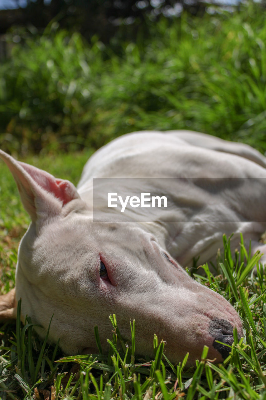 Close-up of a dog sleeping on field