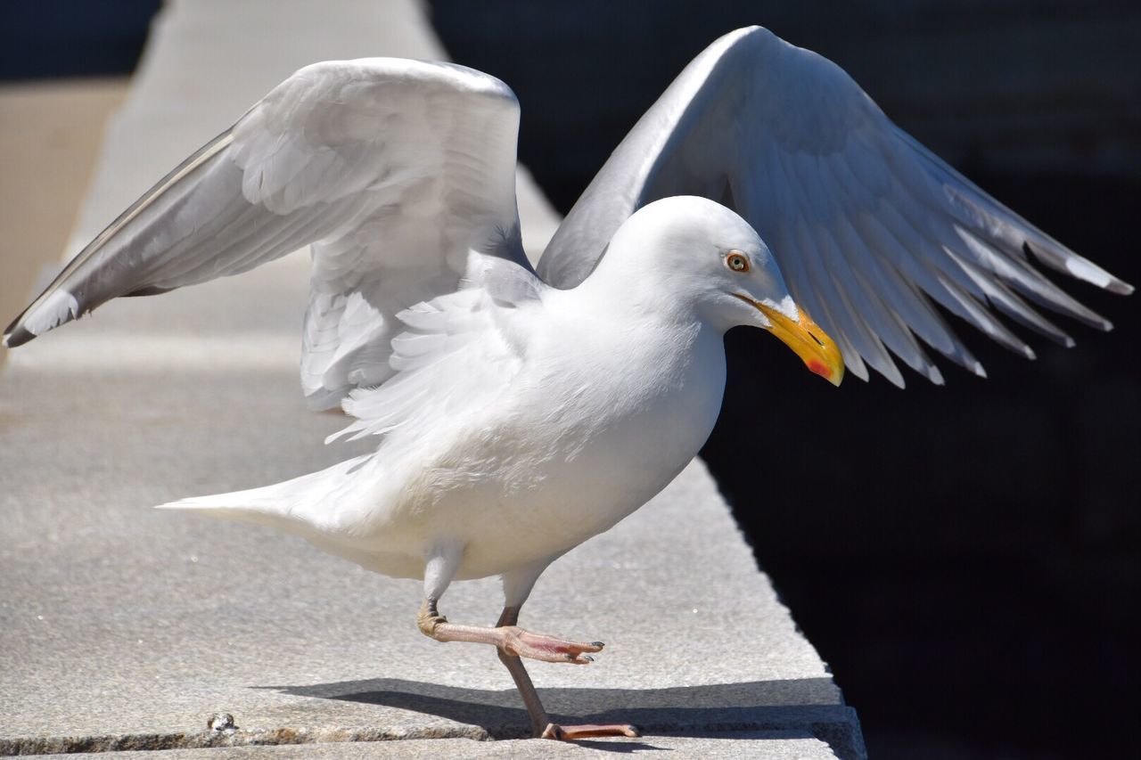Close-up of seagull flapping wings