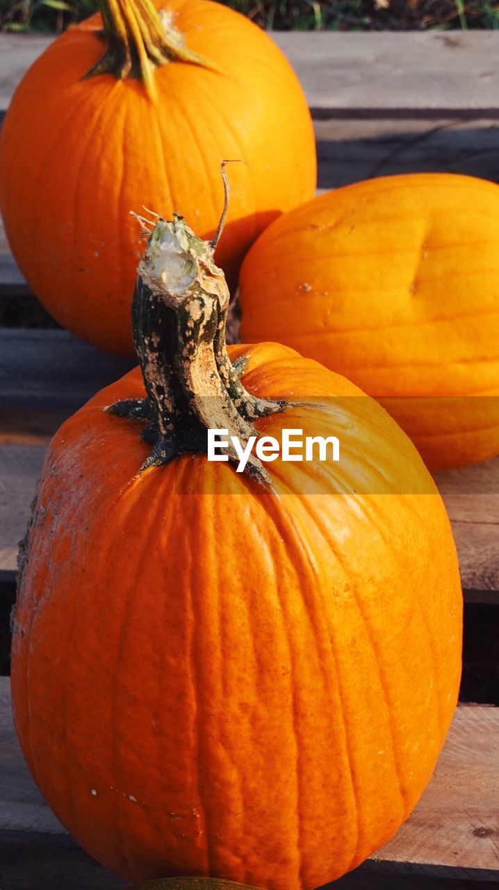 CLOSE-UP OF PUMPKIN ON ORANGE PUMPKINS