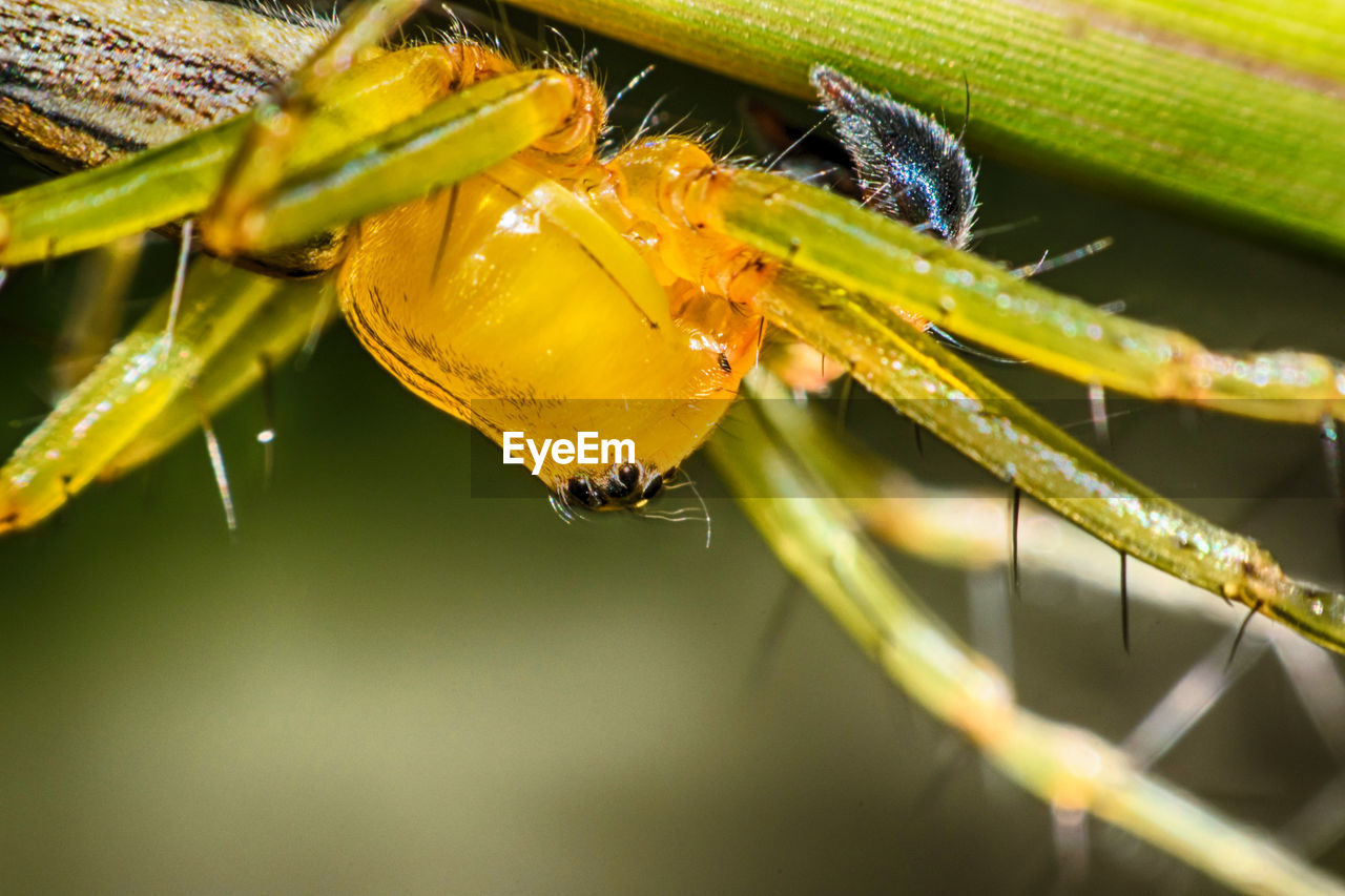 CLOSE-UP OF LADYBUG ON PLANTS