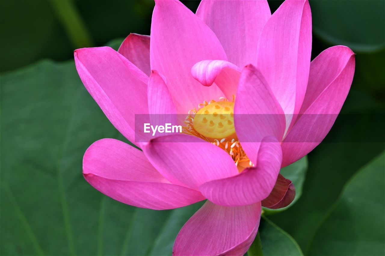 Close-up of pink flower blooming outdoors