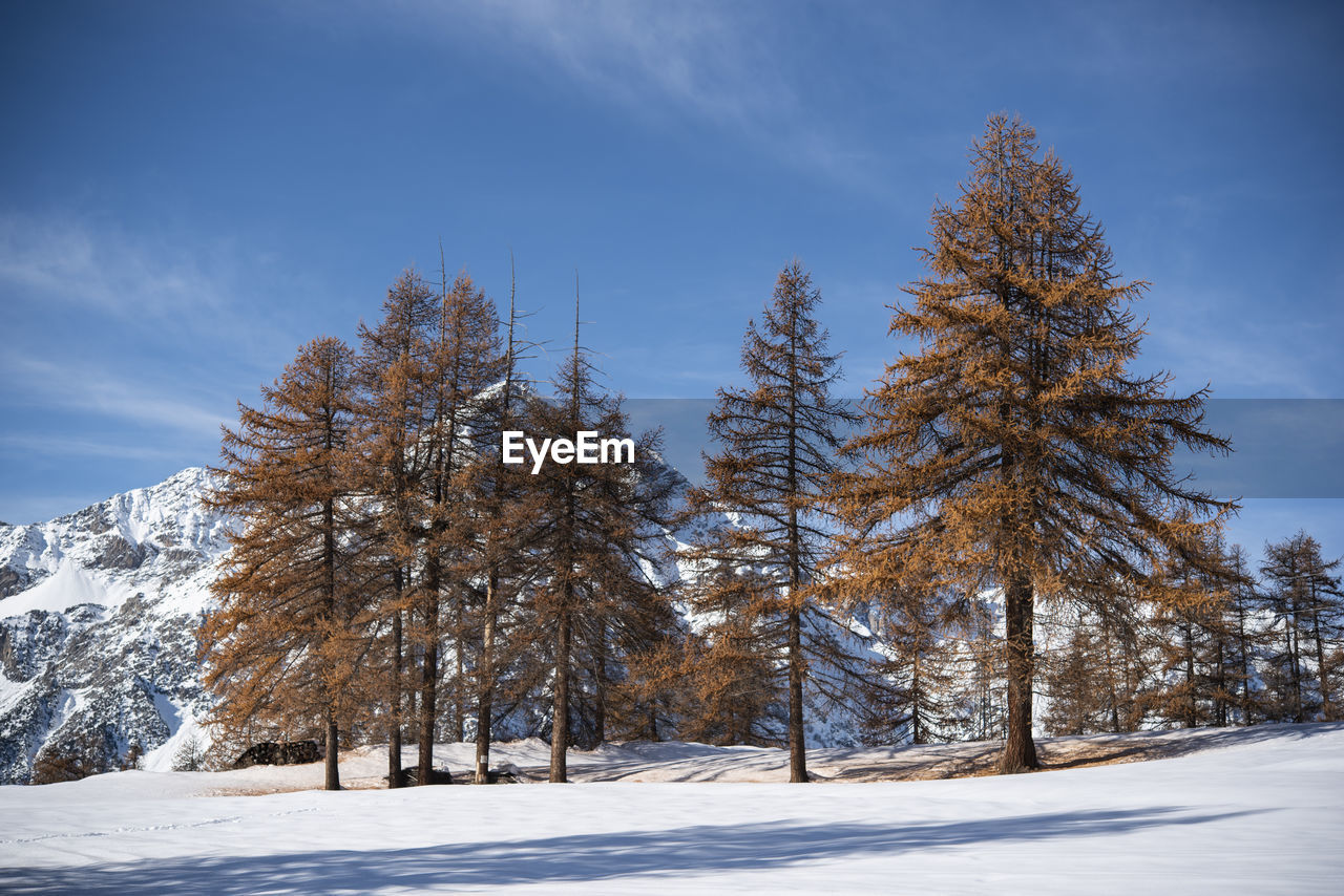 Pine trees on snow covered landscape against sky