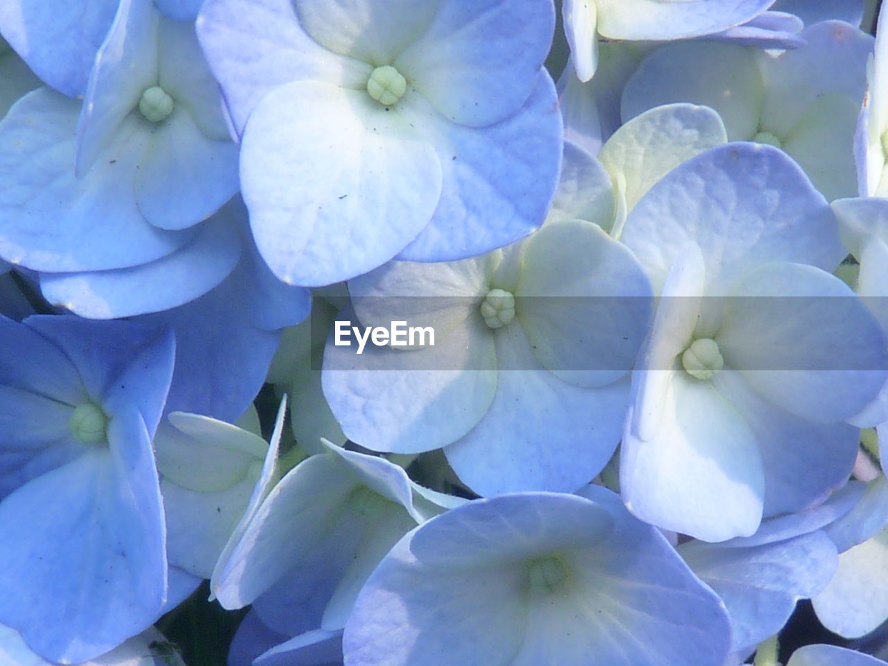 FULL FRAME SHOT OF HYDRANGEA FLOWERS