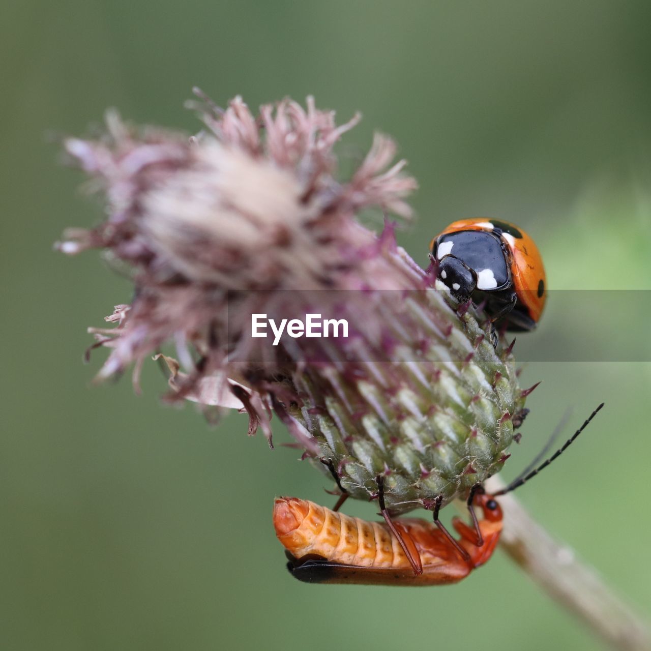 CLOSE-UP OF HONEY BEE ON FLOWER