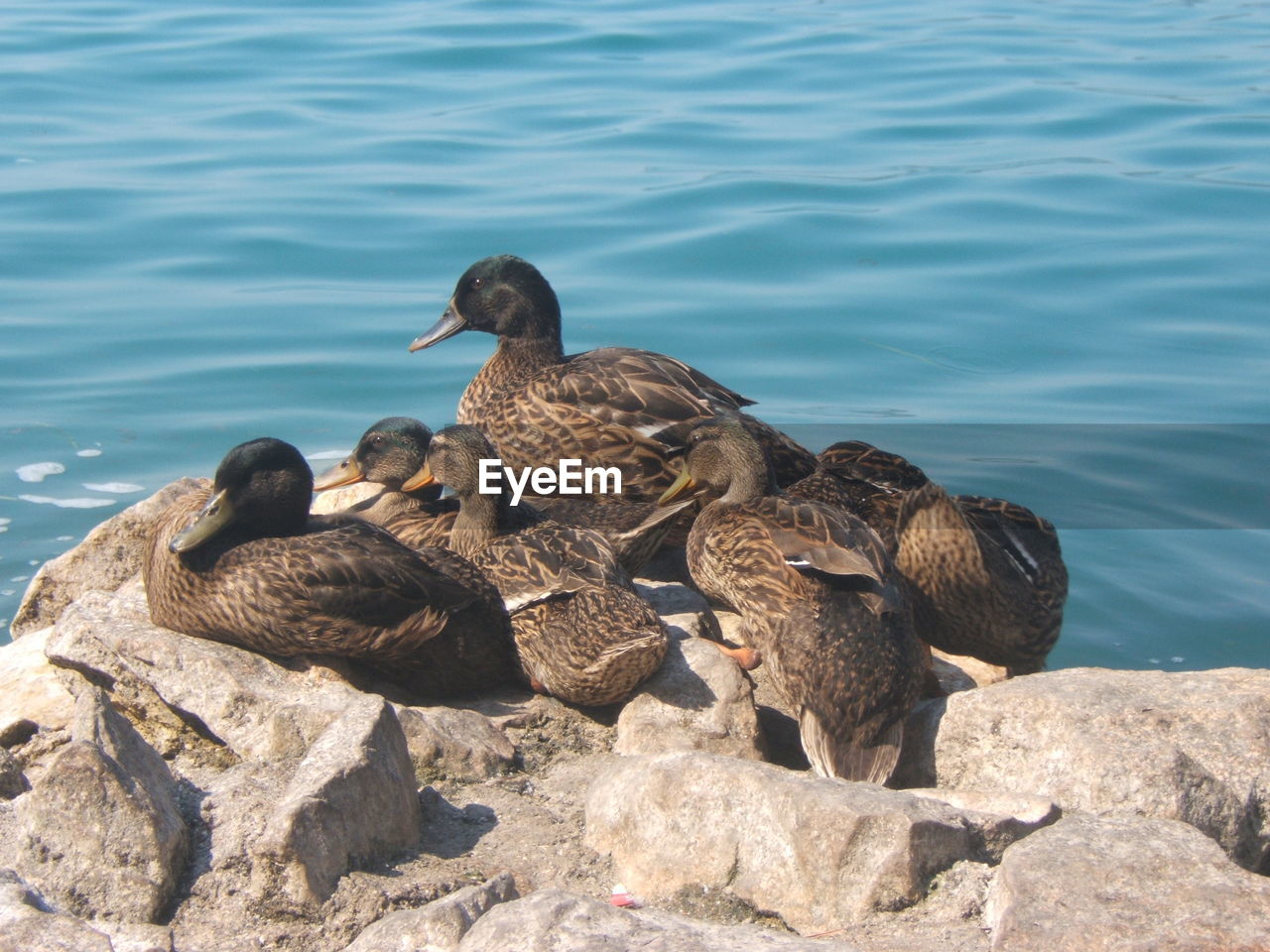 Mallard ducks relaxing on rock by lake