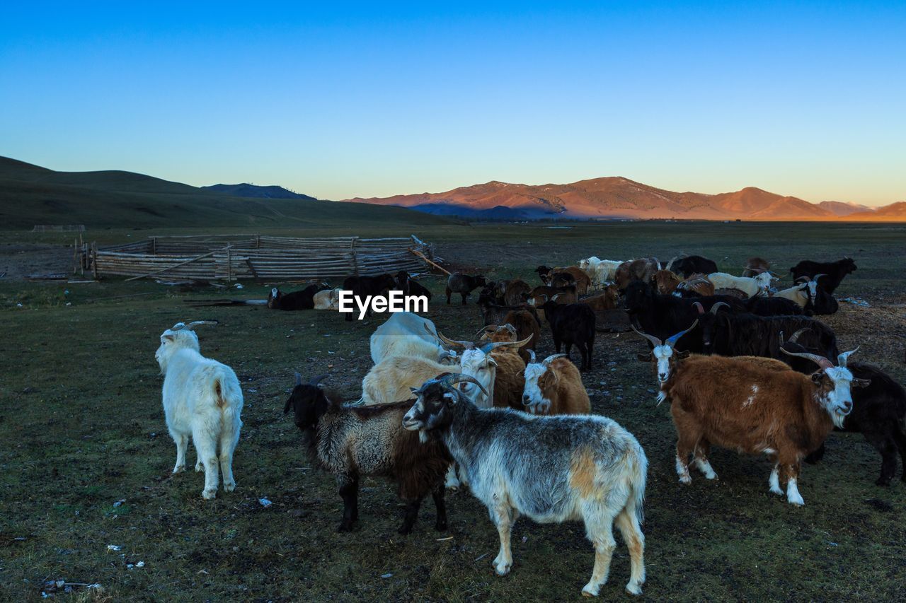 Goats on grassy field against clear sky during sunset